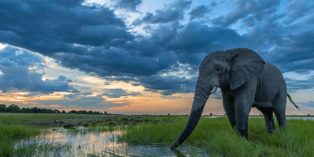 botswana-safari-volunteer-program2