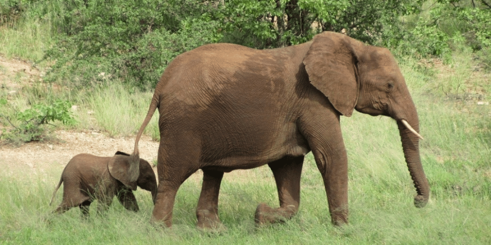 botswana-safari-volunteer-program24