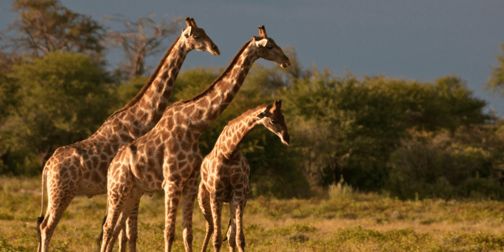 botswana-safari-volunteer-program29