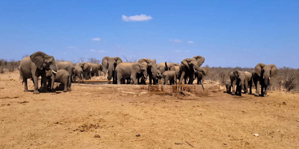 botswana-safari-volunteer-program33