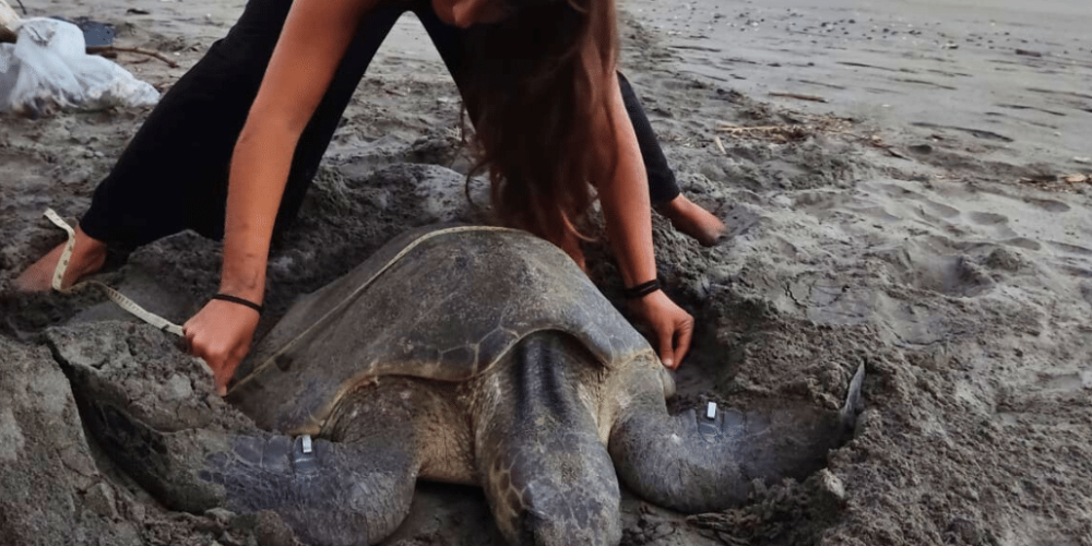 costa-rica-pacific-sea-turtle-volunteer-program24