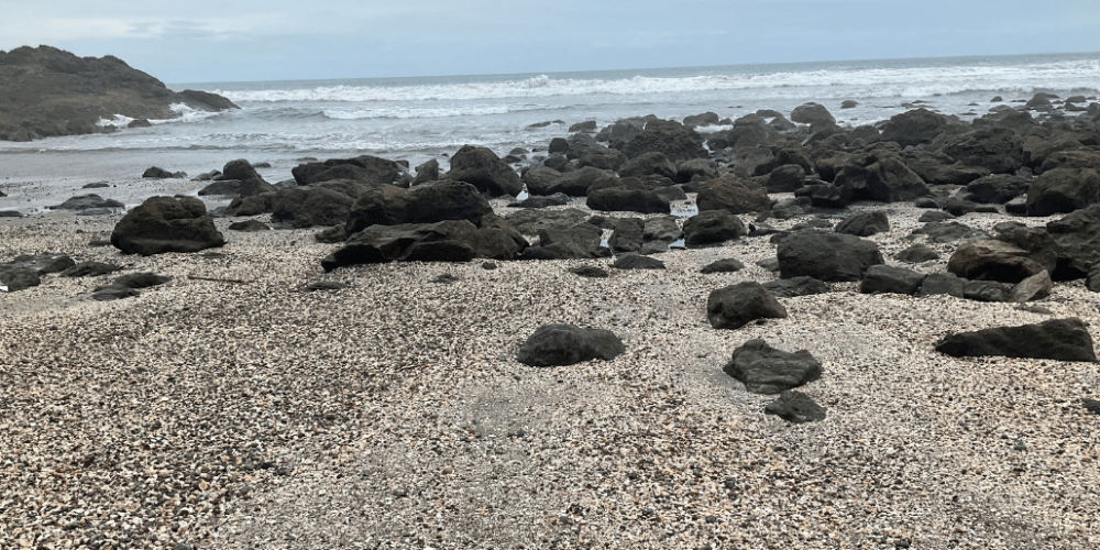 costa-rica-pacific-sea-turtle-volunteer-program7