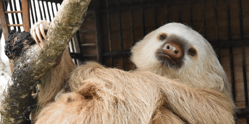 costa-rica-pre-vet-sloth-and-wildlife-rescue-center-10