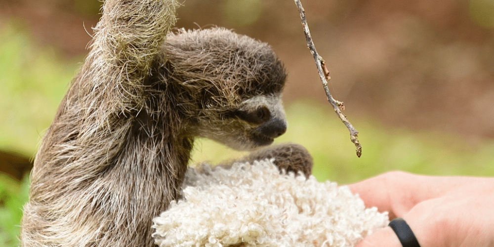 costa-rica-pre-vet-sloth-and-wildlife-rescue-center-13