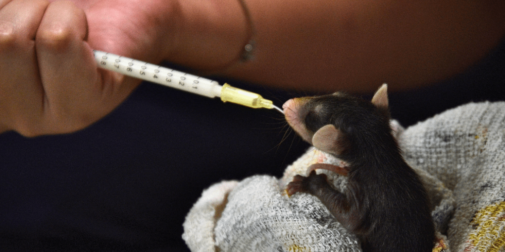 costa-rica-pre-vet-sloth-and-wildlife-rescue-center-15