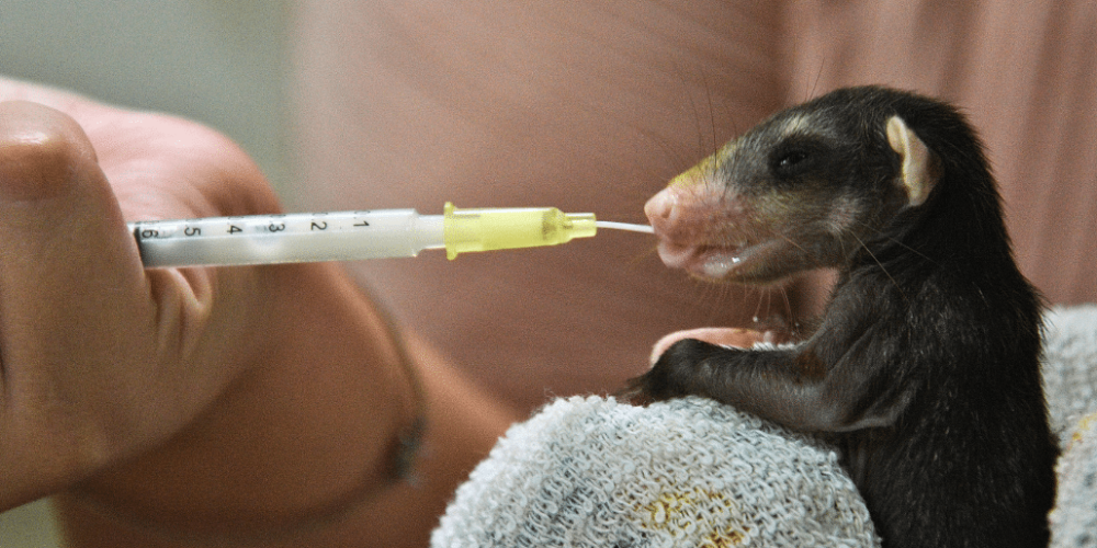 costa-rica-pre-vet-sloth-and-wildlife-rescue-center-18