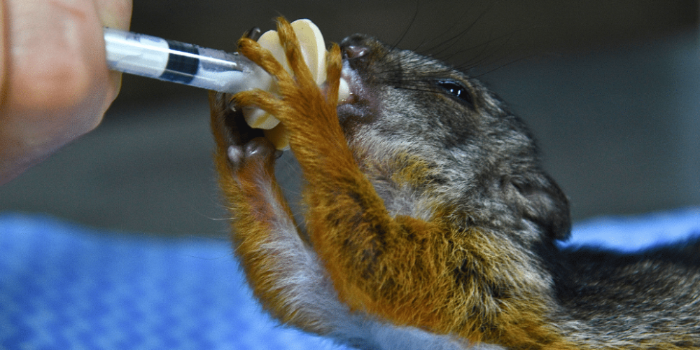 costa-rica-pre-vet-sloth-and-wildlife-rescue-center-5