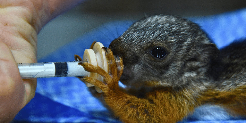 costa-rica-pre-vet-sloth-and-wildlife-rescue-center-9