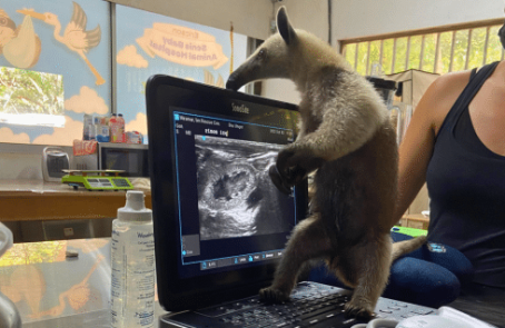 costa-rica-pre-vet-sloth-and-wildlife-rescue-center-main-1