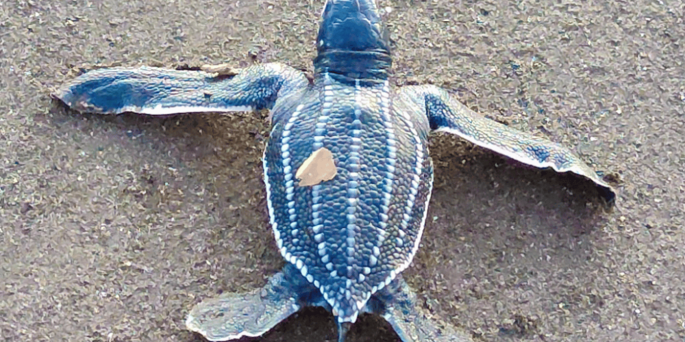 costa-rica-sea-turtle-conservation-new22