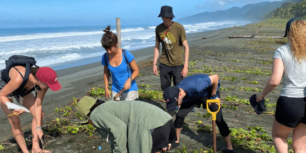 costa-rica-sea-turtle-protection-eco-oasis15