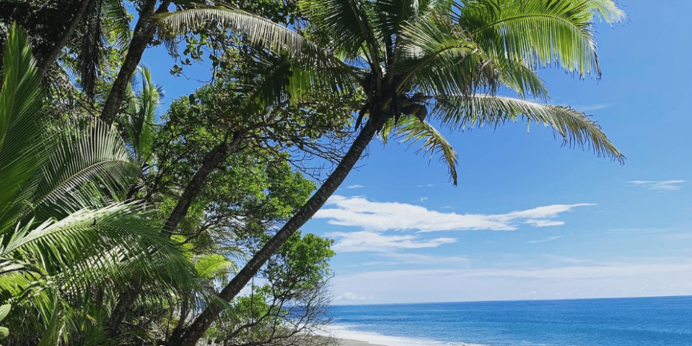 costa-rica-sea-turtle-protection-eco-oasis29