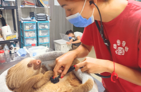 costa-rica-sloth-and-wildlife-rescue-center-aug24-main-4