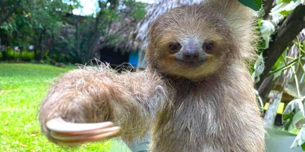 costa-rica-sloth-and-wildlife-rescue-center-new4