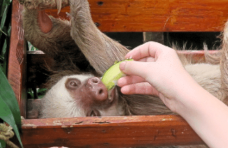 costa-rica-wild-animal-rescue-and-rehabilitation-in-san-jose-main1