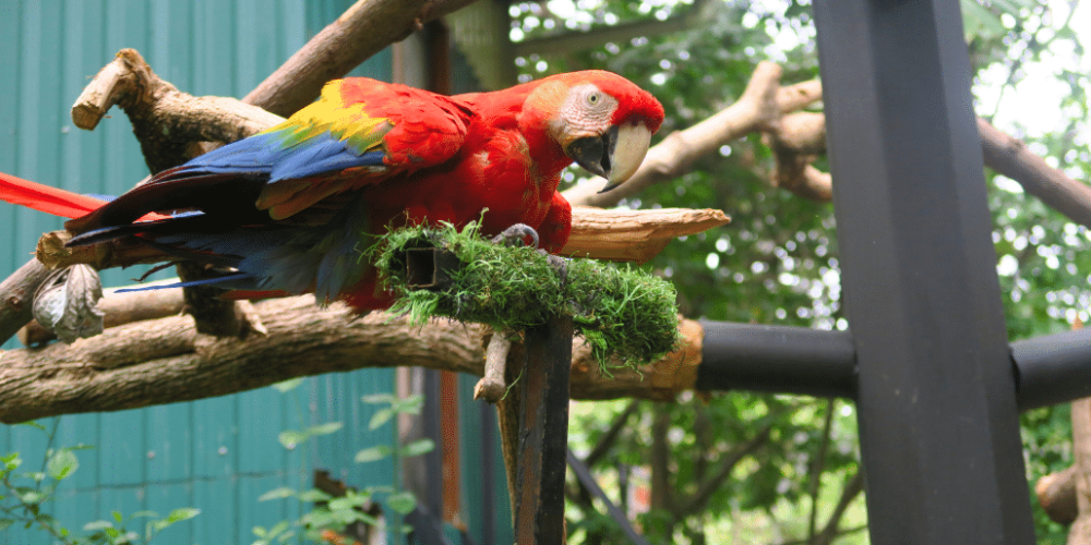 costa-rica-wild-animal-rescue-and-rehabilitation-in-san-jose21