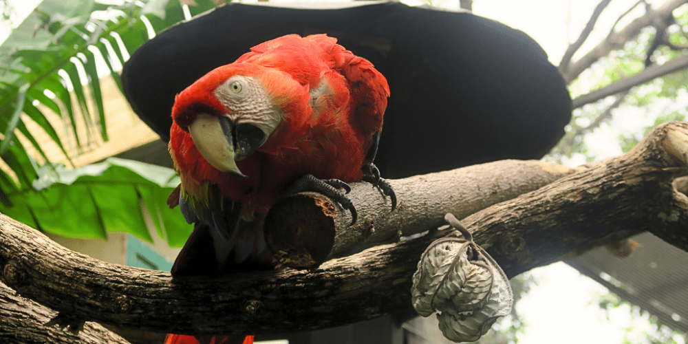 costa-rica-wild-animal-rescue-and-rehabilitation-in-san-jose22