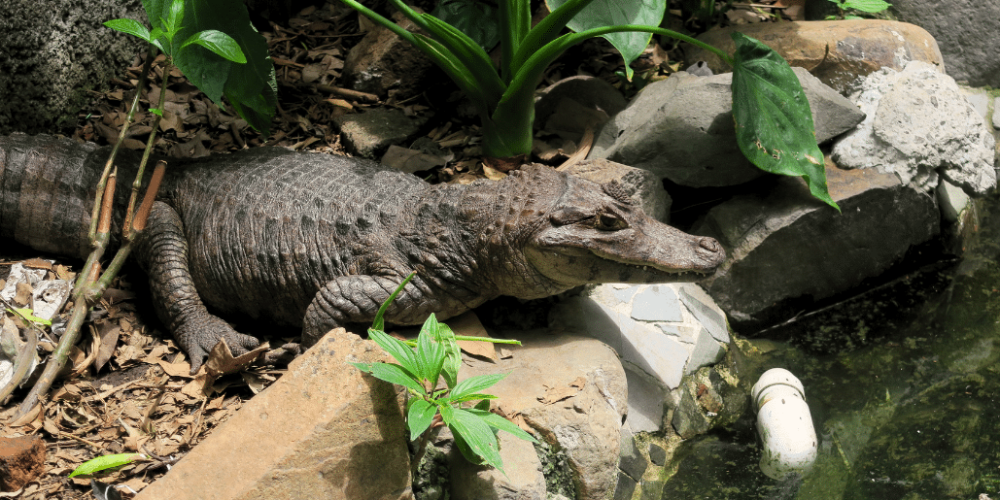 costa-rica-wild-animal-rescue-and-rehabilitation-in-san-jose24