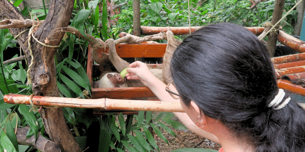 costa-rica-wild-animal-rescue-and-rehabilitation-in-san-jose27