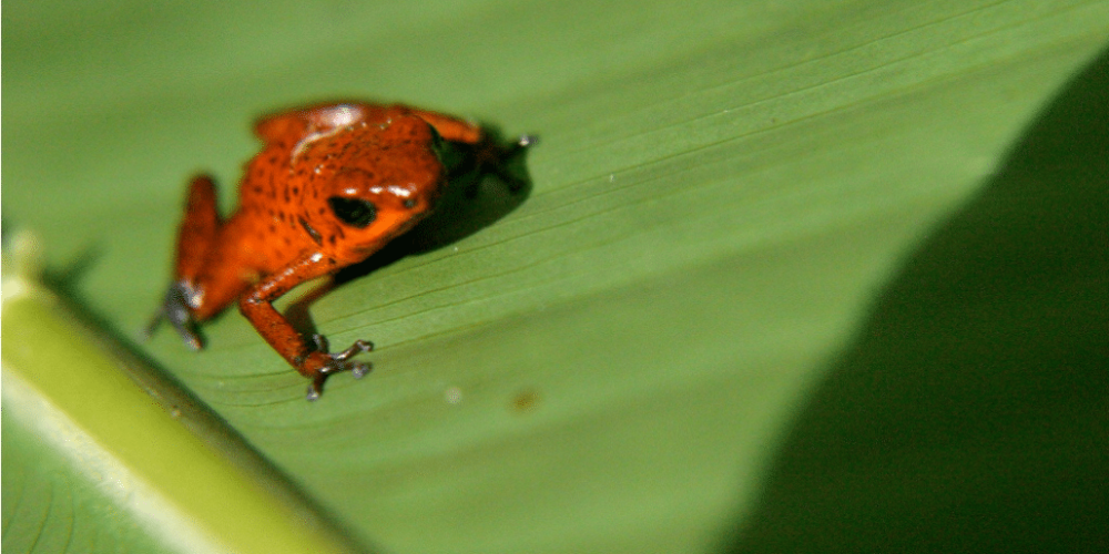 costa-ricarainforest-wildlife-and-volcanoes-for-teenagers20