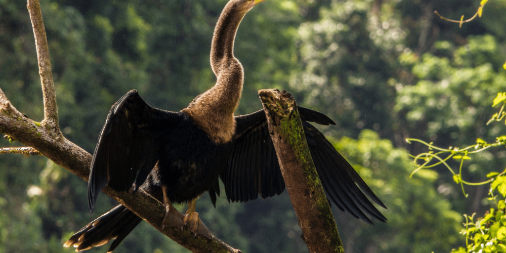 costa-ricarainforest-wildlife-and-volcanoes-for-teenagers3