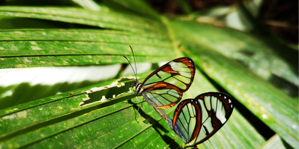 costa-ricarainforest-wildlife-and-volcanoes-for-teenagers30