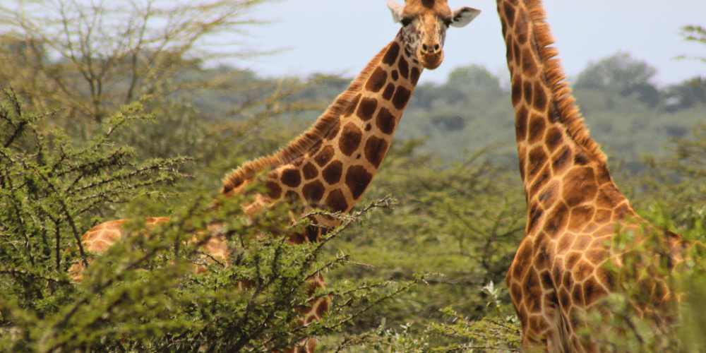 kenya-climate-change-and-wildlife-program-for-teenagers2