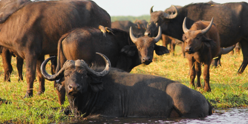 kenya-climate-change-and-wildlife-program-for-teenagers6