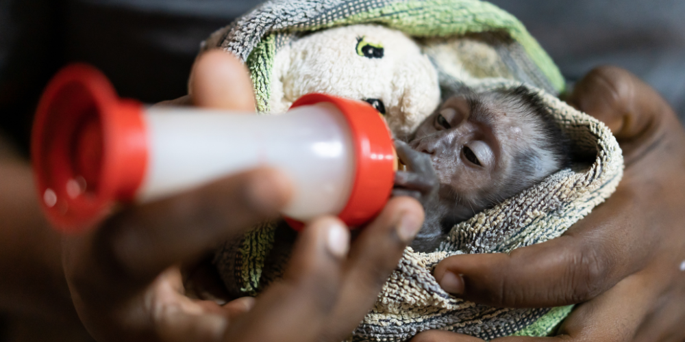 malawiwildlife-rescue-center-20241