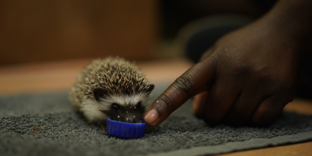 malawiwildlife-rescue-center-20242