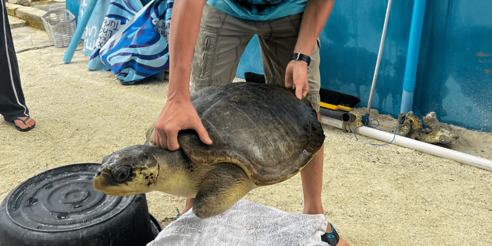 maldives-family-friendly-sea-turtle-conservation-eco-tour-new-4