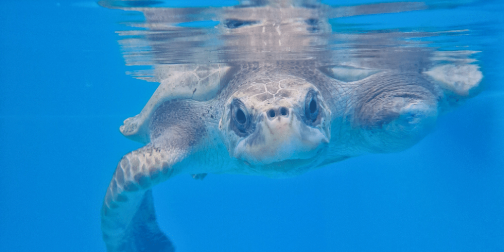 maldives-sea-turtle-conservation-2024-23