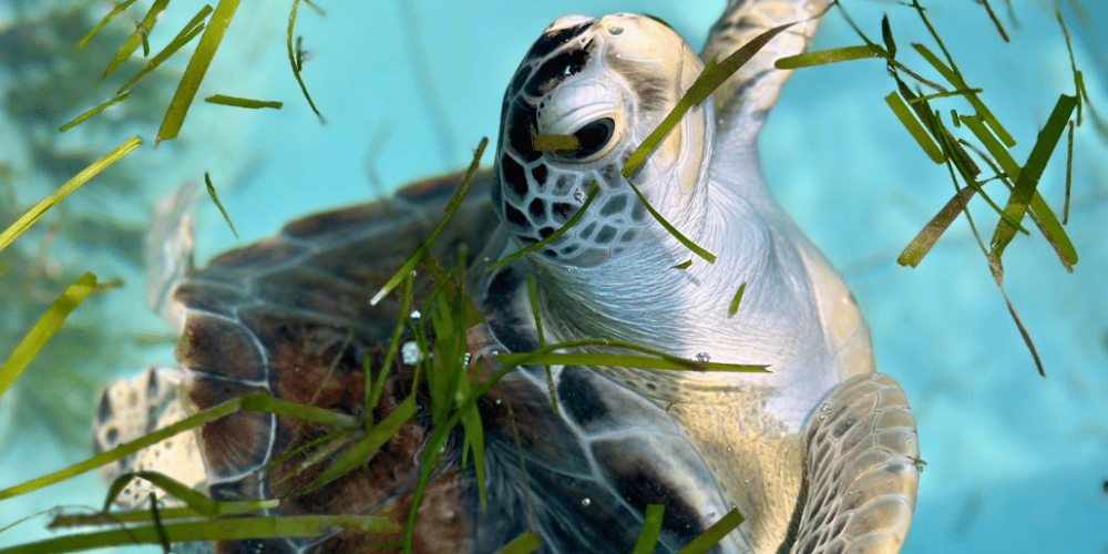 maldives-sea-turtle-conservation-2024-26