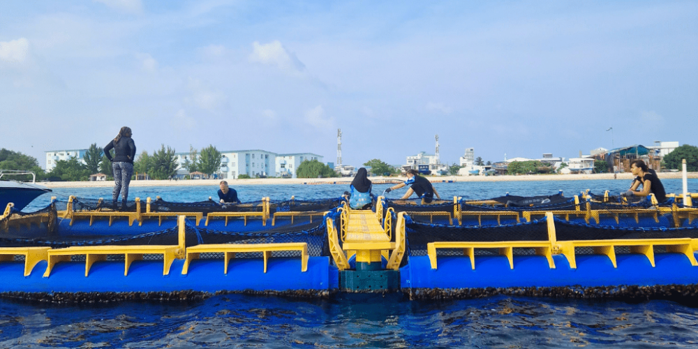 maldives-sea-turtle-conservation-2024-31