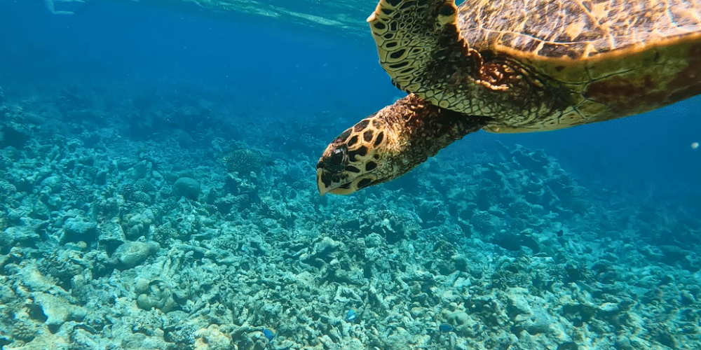 maldives-sea-turtle-conservation-2024-36