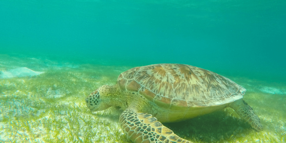 maldives-sea-turtle-conservation-2024-44