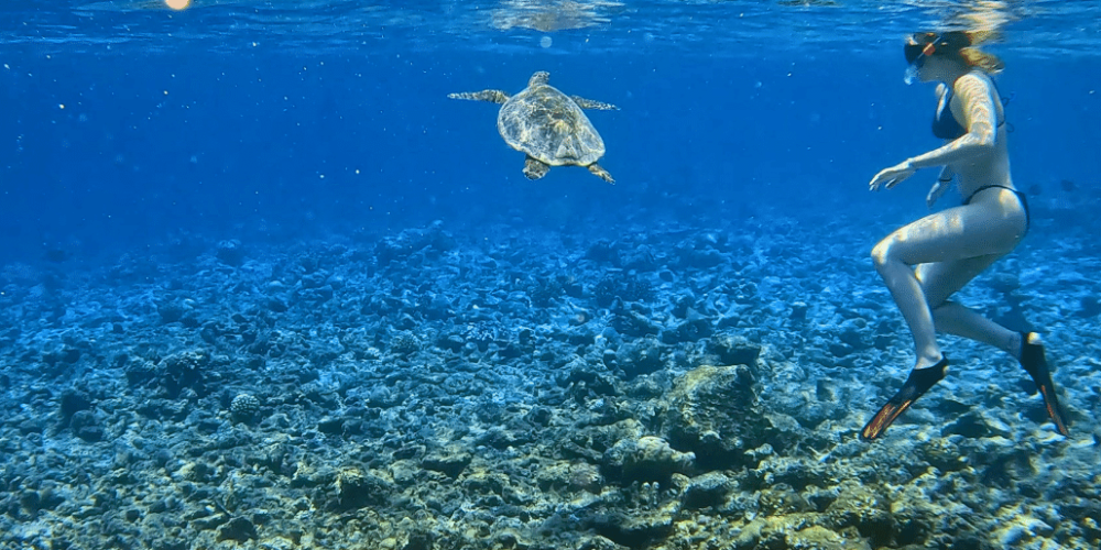 maldives-sea-turtle-conservation-2024-45