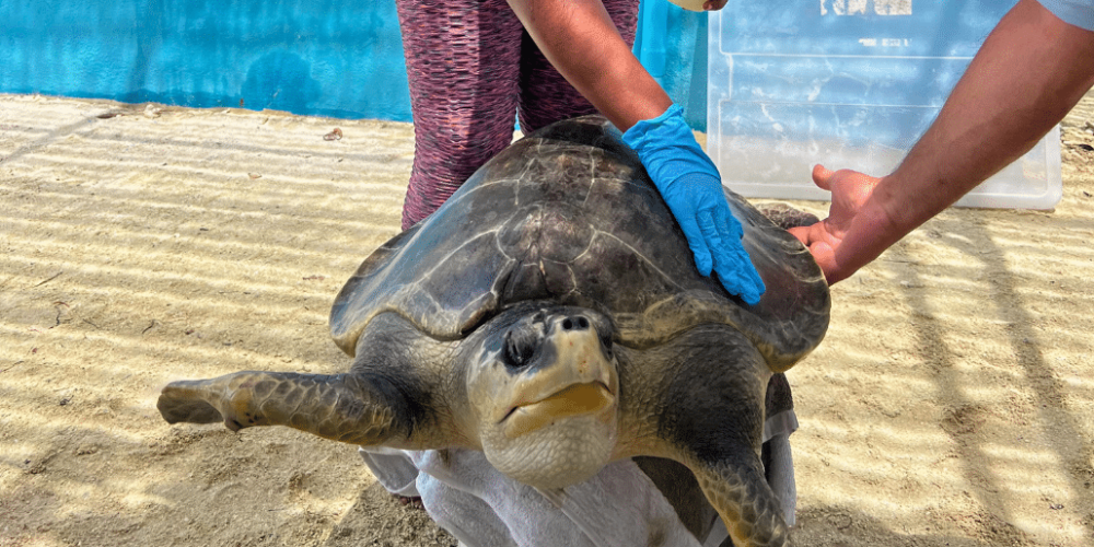 maldives-sea-turtle-conservation-2024-51