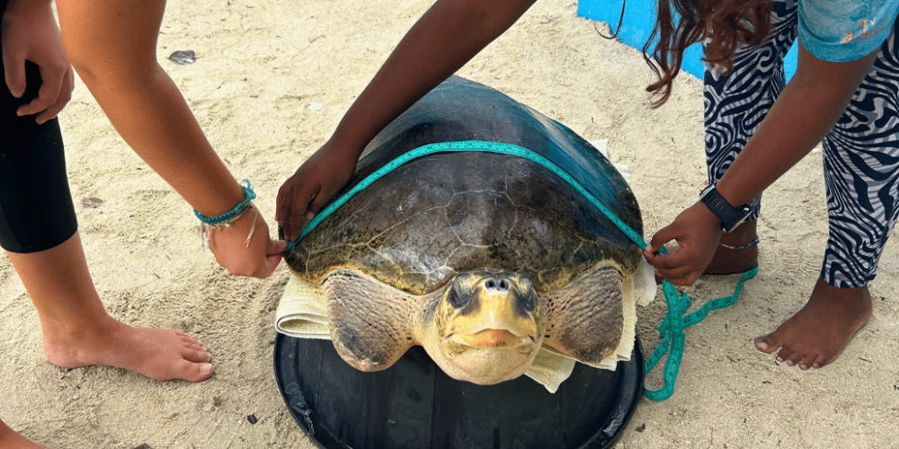 maldives-sea-turtle-conservation-2024-52