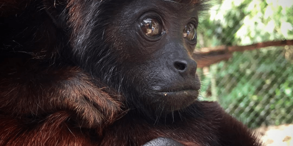 peru-amazon-wildlife-rescue-care-and-release-sanctuary11