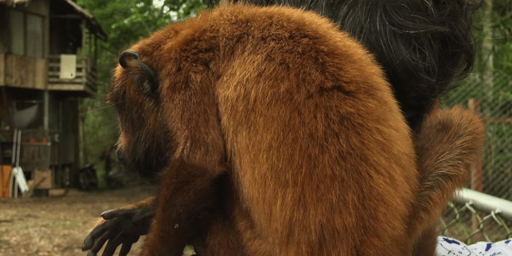 peru-amazon-wildlife-rescue-care-and-release-sanctuary15