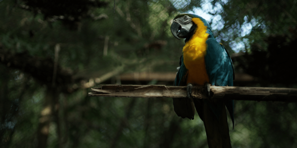 peru-amazon-wildlife-rescue-care-and-release-sanctuary16