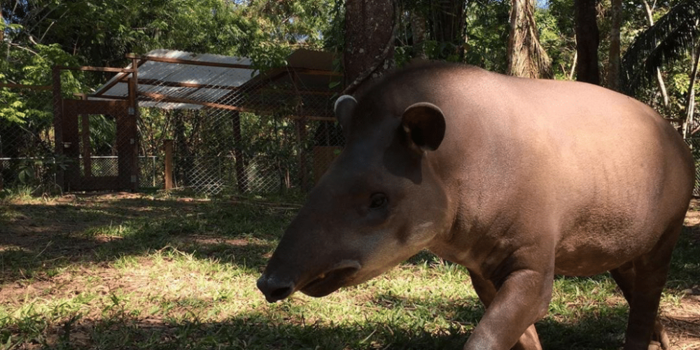 peru-amazon-wildlife-rescue-care-and-release-sanctuary20