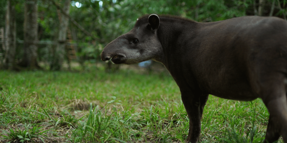 peru-amazon-wildlife-rescue-care-and-release-sanctuary26