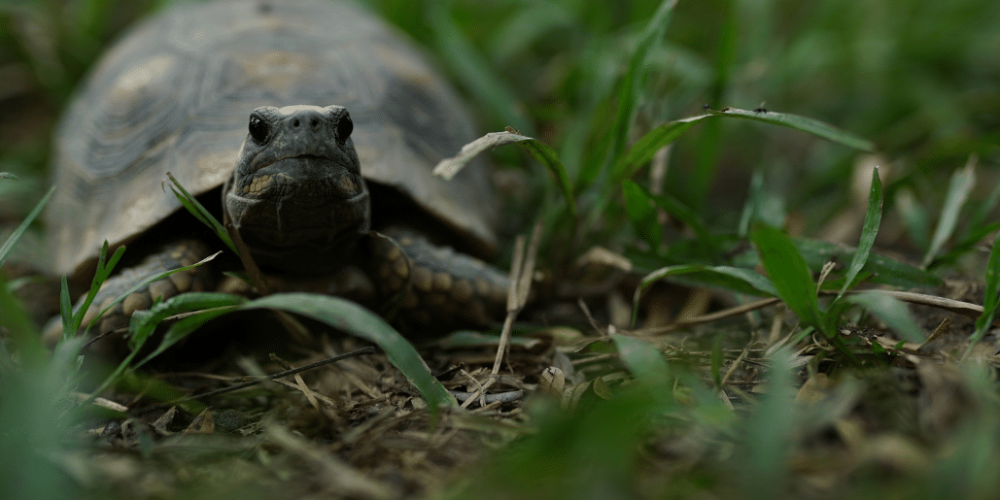 peru-amazon-wildlife-rescue-care-and-release-sanctuary27