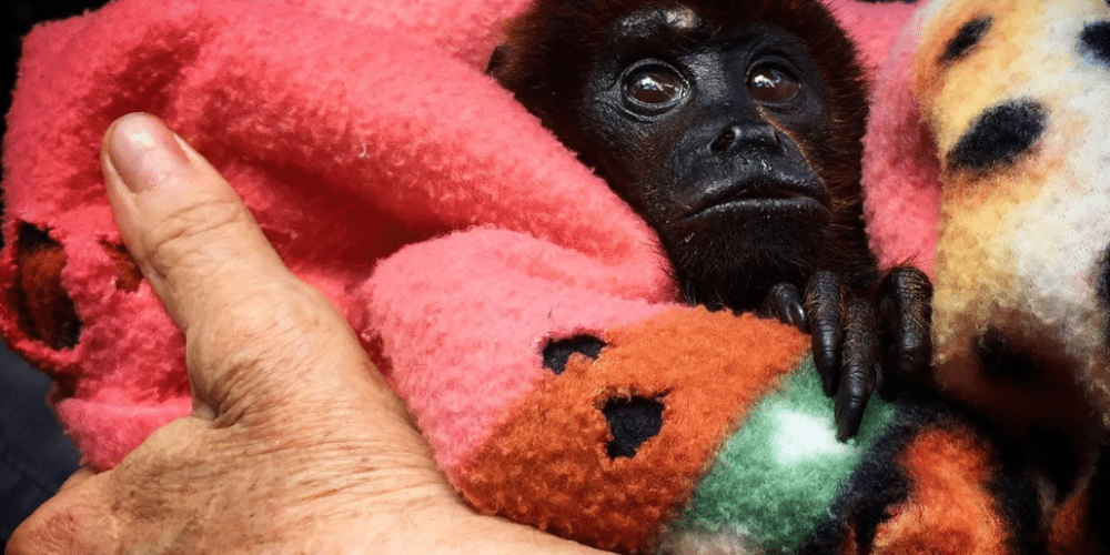 peru-amazon-wildlife-rescue-care-and-release-sanctuary30