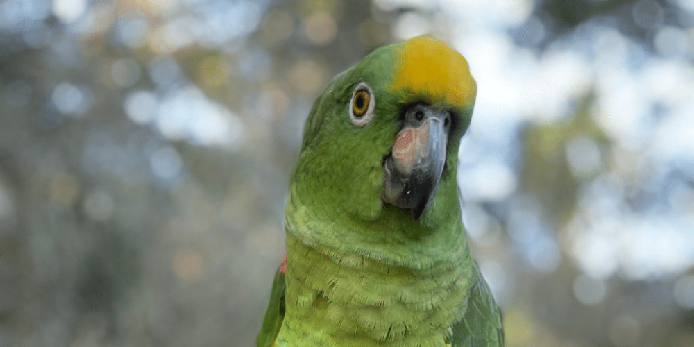 peru-amazon-wildlife-rescue-care-and-release-sanctuary5