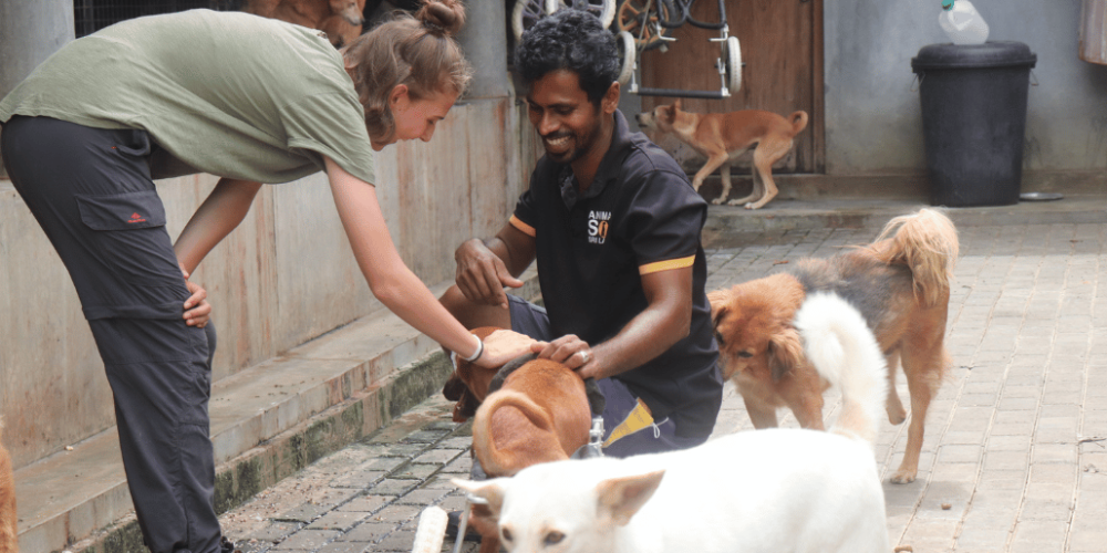 sri-lanka-dog-care-and-veterinary-assistance-new8