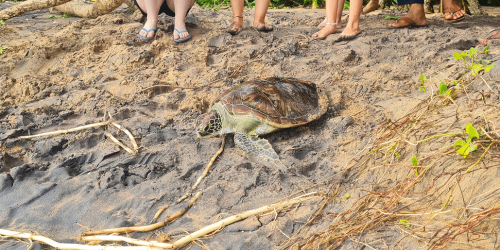 sri-lanka-family-turtle-new29