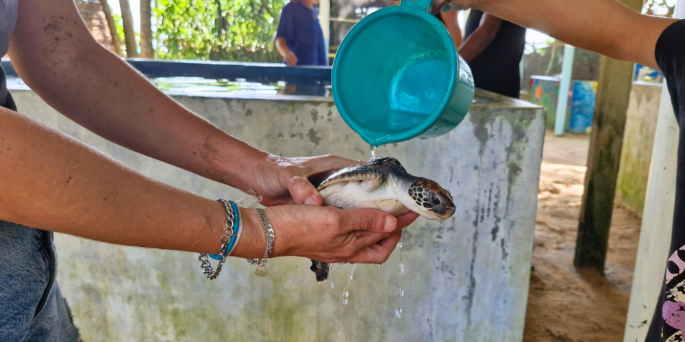 sri-lanka-family-turtle-new40